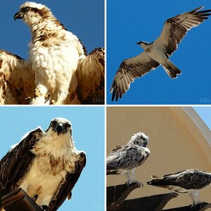 Seeadler