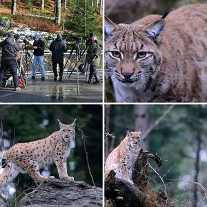 Nationalpark Bayerischer Wald