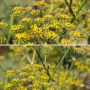 Bienen usw.