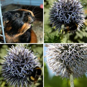 Tiere