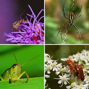Insekten