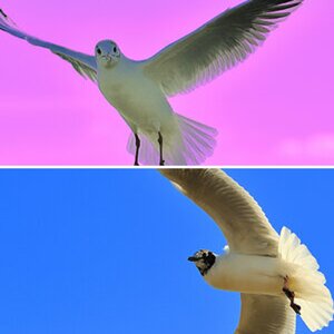 Vögel