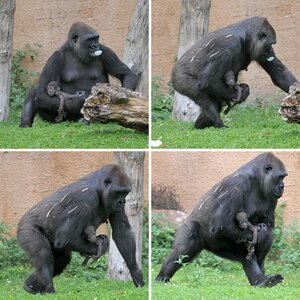 MS Zoo Claudia