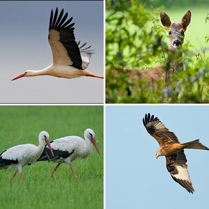 Wildlife - Tiere