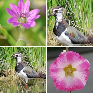 Garten und Natur
