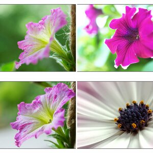 Blumen