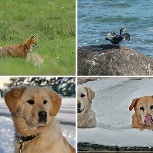 Hunde