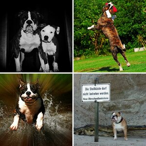 Meine Hunde