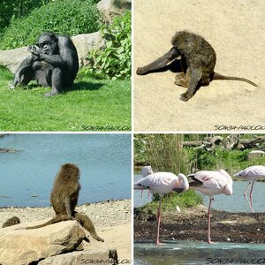 Tiere