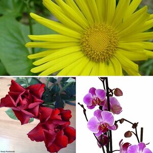 Blüten und Pflanzen