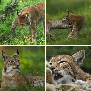 Naturwildpark Granat