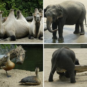 Zoo-Tiere