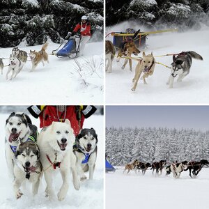 Schlittenhunde