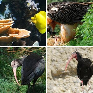 Zoo, Tierpark