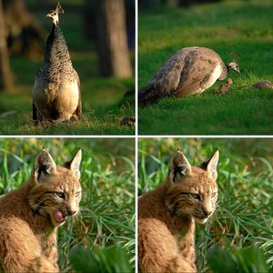 Wildpark Granat · 2oo9.