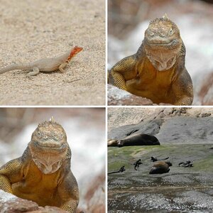 Galapagos August 2007