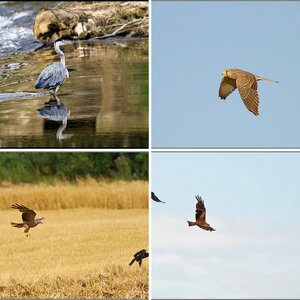Wildlife