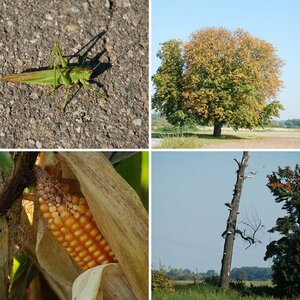 Herbst