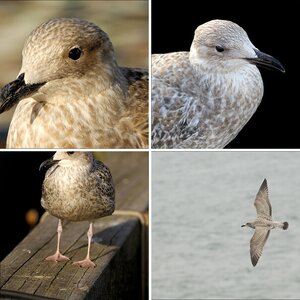 Möwen-Bilder · Texel, September 2oo8.