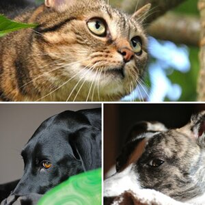 Unsere Tiere