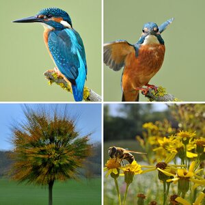 Natur