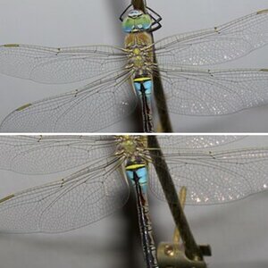 Libelle