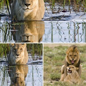 Afrikas Katzen