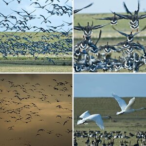 Schwäne und Gänse in der Marsch