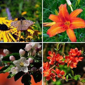 Foto's im Garten