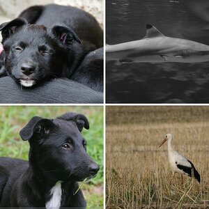Tierwelten