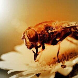 Macro und Micro