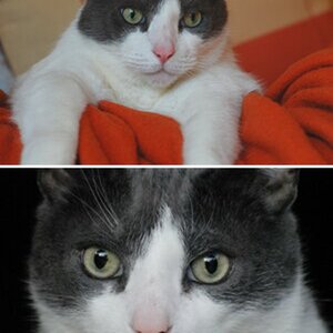 Katzen