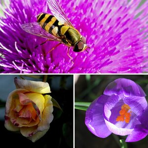 Macro
