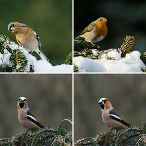 Vogelhäuschen