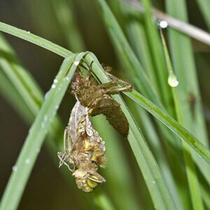 Insekten