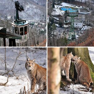 Unterwegs zum Auswilderungs-Projekt " LUCHS "