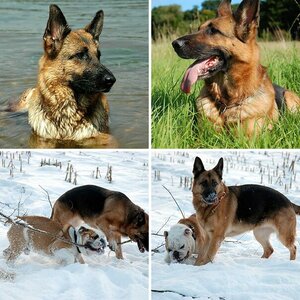 Meine Hunde