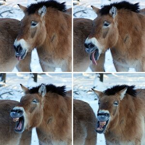 Wildpark