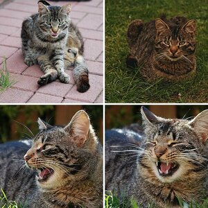 Tiere