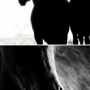 Horses (black&white)