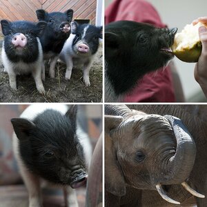 Tieraufnahmen