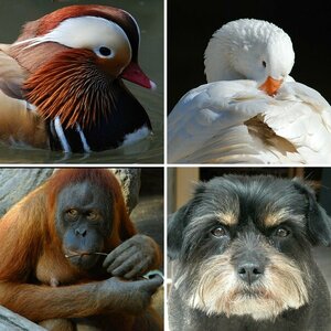 Tiere