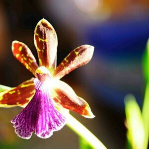 Lilien