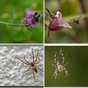 Ruhrpott-Linse_Makro
