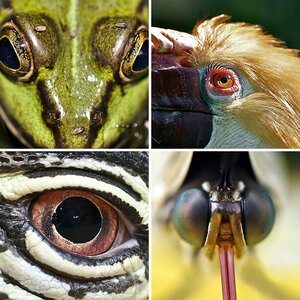 Augen