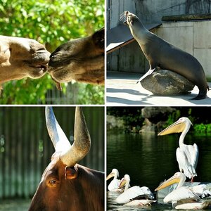 Karlsruher Zoo 08/2009
