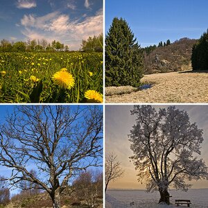 Landschaft, Bäume, Pflanzen
