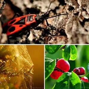 - Natur -