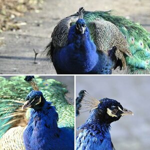 Pfau