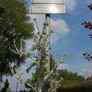 Riesendistel